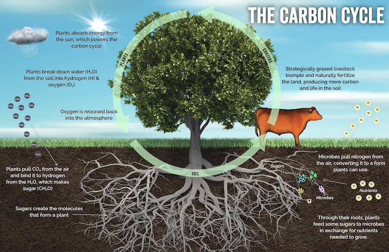 Carbon Cycle.png